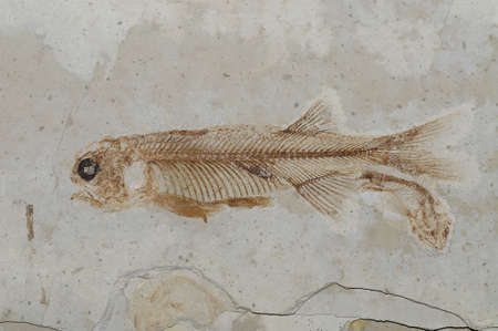 Chinese Fossil Fish ? Lycopteraの写真素材
