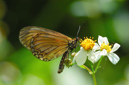 Butterfly - Yellow Costerの写真素材