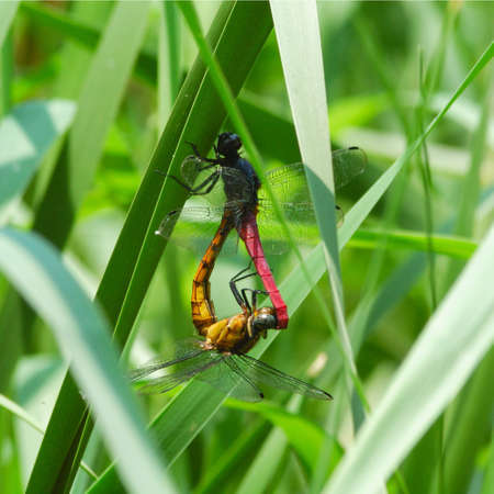 Love of Dragonfliesの写真素材