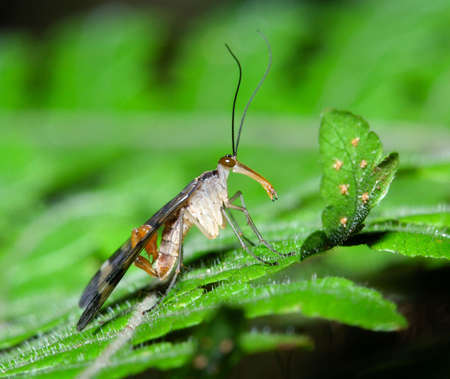 Male Scorpionfly on fernの写真素材