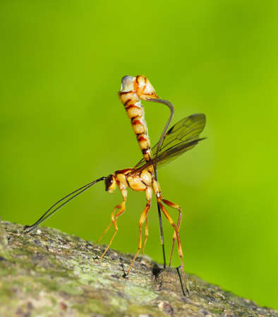 A female Parasitical Wasp Laying Eggs on  trunkの写真素材