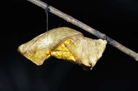 Butterfly Pupa - Golden Bird-Wingの写真素材