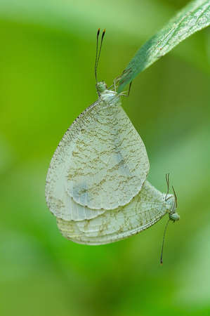 Butterflyの写真素材