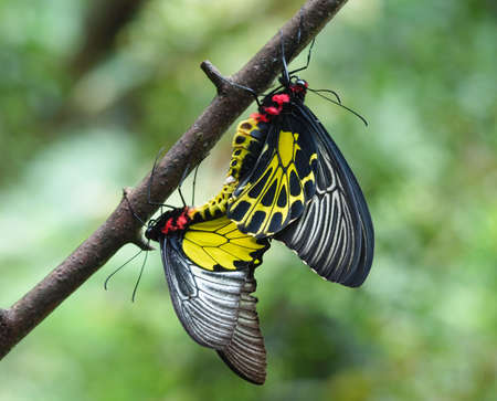 Butterfly - Golden Birdwingの写真素材