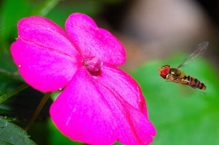 Flying HoverFlyの写真素材