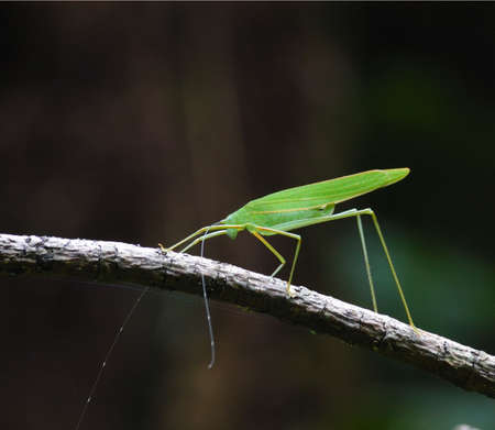 Katydid Perches on Twigの写真素材