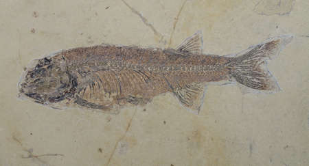Chinese Fossil Fish - Lycopteraの写真素材