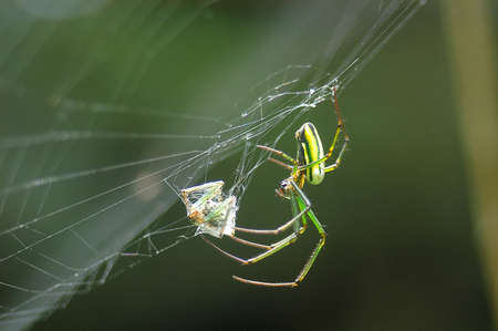 Spider Prey On Spiderの写真素材