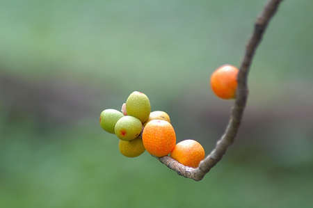 Mysoren fig fruitの写真素材