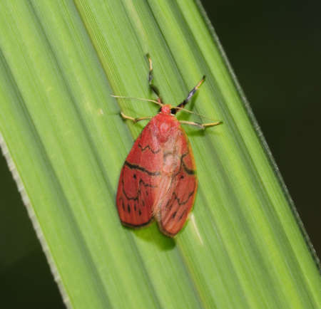 beautiful red color Mothの写真素材