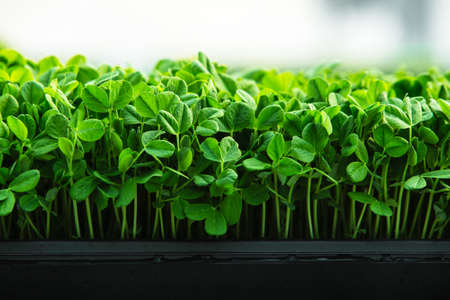 Fresh edible microgreen clovers growing inside a greenhouse garden.の写真素材