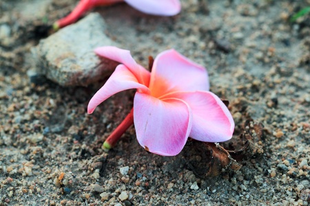 plumeria on sand