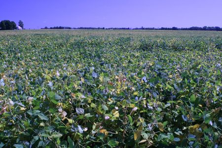 Soy Beansの写真素材