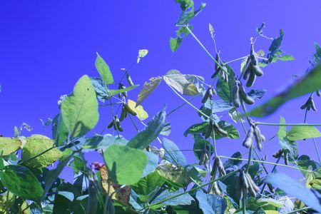 Soy in the Skyの写真素材