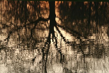 The silhouette of a tree reflecting in a pond.の写真素材