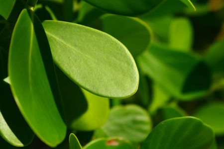A nature background of thick green leaves.の写真素材