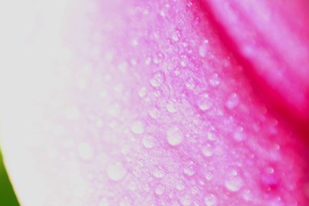 A macro image of a pink flower petal with dew on it.の写真素材