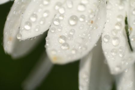 A macro image of a daisys petals with dew drops on them.の写真素材