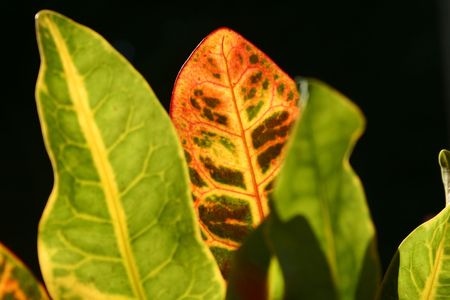 A Macro image of a plant on a black background.の写真素材