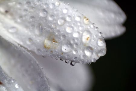 Dew drops hang delicately on the petals of a daisy.の写真素材