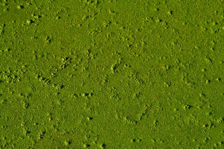 A detail of green slime floating on water.の写真素材