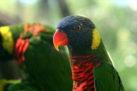 A colorful parakeet keeps a watchful eye on others.