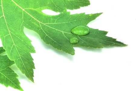 A leaf on a white background with water drops shoot in HDR.の写真素材