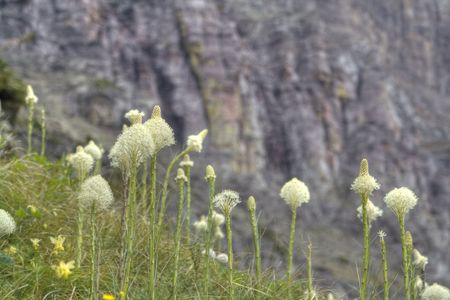 The flower of bear grass stands in front of a blurred out alpine medow.の写真素材