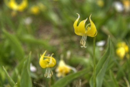A close up of an Avalanche Lily with out of focus natural background.の写真素材