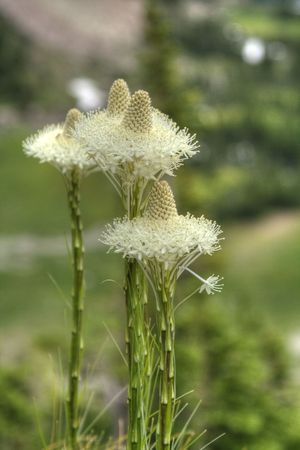 The flower of bear grass stands in front of a blurred out alpine medow.の写真素材
