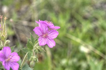 Pink wildflowers stand against a green field.の写真素材