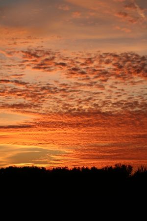 Trees silhouetted against the clouds reflecting the colors of sunset.の写真素材