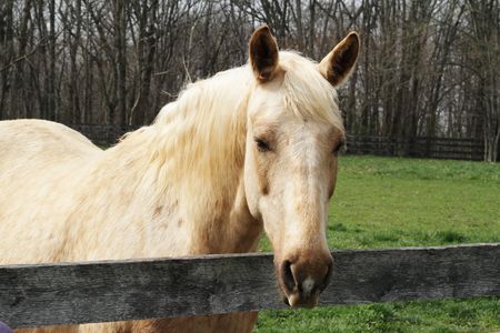Blond Horse looking over its pasture fence.の写真素材