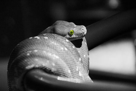 A snake in black and white with only their eyes in color.の写真素材