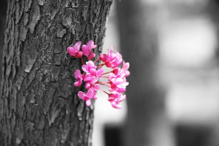 Colorful flowers standing out in this selective color image.の写真素材