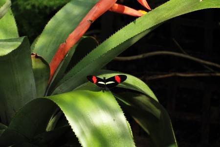 A colorful butterfly on lush tropical vegetation.の写真素材