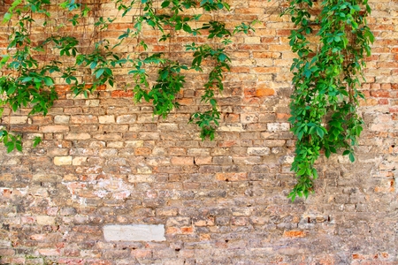 Natural growing ivy on a weather brick wall with copy space.の写真素材