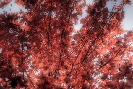 The colors of fall against a blue sky.の写真素材