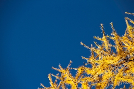 Yellow Pine Needles on Blue Skyの写真素材