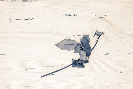 White wooden background providing copy space with a dried white rose in blue tones.の写真素材