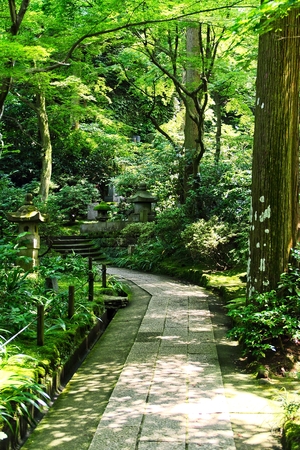 A trail through a Japanese Forest with lush vegetation.