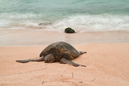 An endangered Hawaiian green sea turtle resting on a beach on Oahu with motion blurred waves and a stormy sky.の写真素材