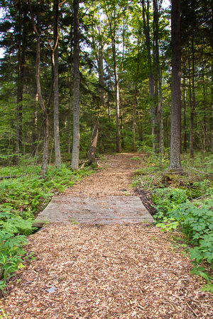 A trail through the forest in Prouts Neck Bird Sanctuary at Black Point, Maine.の写真素材