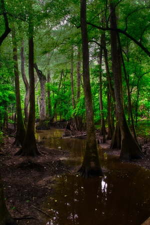 Trees reflecting in the clam waters of Congaree National Parkの写真素材