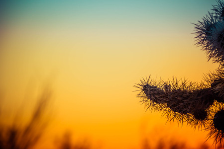 A silhouette of jumping Cholla cactus with sunlight passing through the needles and a blurred colorful sky background suitable as copy space.の写真素材