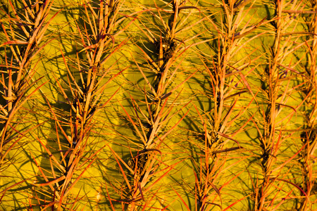 A detail of the thorns of a saguaro cactus in evening light.の写真素材