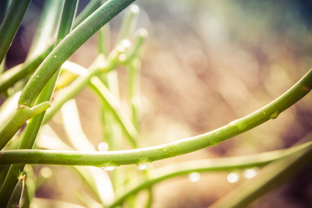 A detail of the stem of a plant useful for spa related advertisements.の写真素材