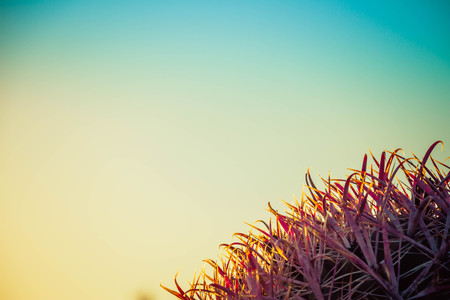 A detail of the needles of a barrel cactus with sunlight passing through the needles and a blurred colorful sky background suitable as copy space.の写真素材