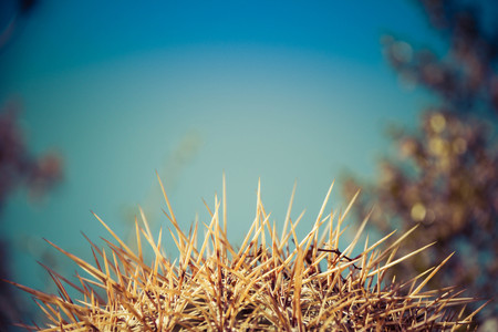 Close up image of the red spikes of a cactus with the background blurred out for copy space.の写真素材