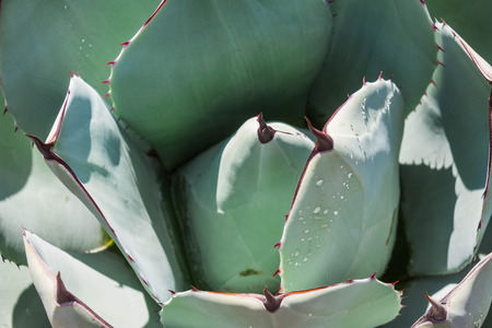 A close up image of the leaves of a desert plant with sporadic water droplets with direct sunlight.の写真素材